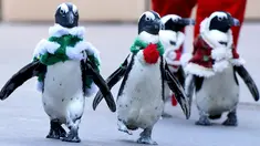 Segerombolan penguin Afrika berkeliling taman rekreasi Hakkeijima Sea Paradise dengan dandanan layaknya Santa Claus, di Yokohama, Tokyo, 5 Desember 2017. Penguin-penguin itu berjalan beriringan dengan gaya yang lucu. (Toru YAMANAKA/AFP)