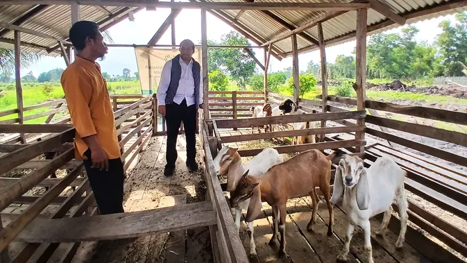 <p>Kelompok Usaha Cahaya Kambing Saluran - Program Binaan YBM PLN UID S2JB menyerahkan belasan ekor kambing agar bisa dibudidayakan oleh warga Dusun Saluran Banyuasin Sumsel (Dok. Humas YBM PLN UID S2JB / Nefri Inge)</p>