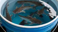 Cara Membuat Kolam Ternak Lele dari Terpal untuk Pemula hingga Skala Usaha