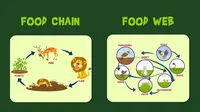 Ilustrasi Rantai Makanan dan Jaring-jaring Makanan (Youtube.com Learning Junction)