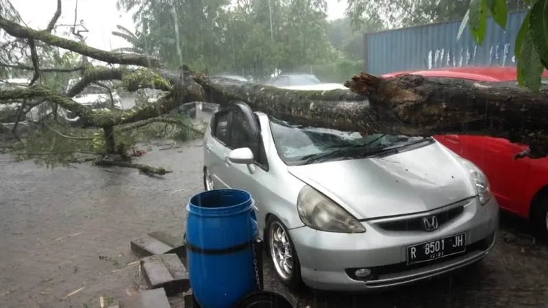 Mobil tertimpa pohon tumbang di Purwokerto. (Liputan6.com/Dok. Tagana BMS/Muhamad Ridlo)