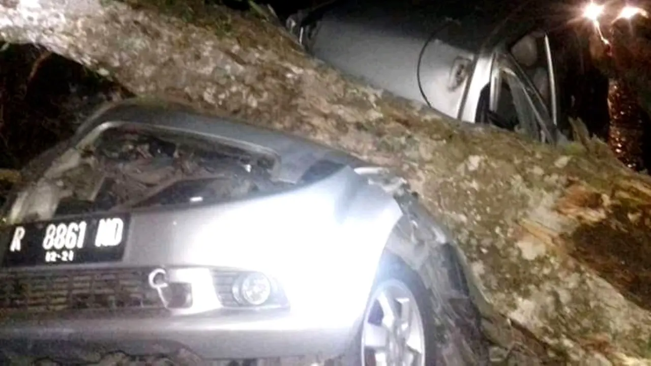 Sebuah mobil wisawatan yang hendak menuju Dieng, Jawa Tengah tertimpa pohon roboh yang diterjang angin Monsun Australia di Banjarnegara. (Foto: Liputan6.com/SRU RAPI BNA/Muhamad Ridlo).