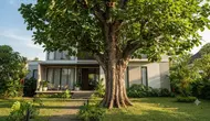 9 Pohon yang Sebaiknya Tidak Ditanam di Depan Rumah, Kesalahan Menanam yang Bisa Berujung Renovasi