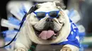 <p>Lola, milik Kate Hansen menunggu untuk dinilai dalam kontes "Drake Relays Beautiful Bulldog" tahunan di Des Moines, Iowa, 25 April 2022. Kontes ini dimulai dari perayaan Drake Relays di Universitas Drake di mana seekor bulldog adalah maskotnya. (AP Photo/Charlie Neibergall)</p>