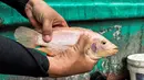 Seorang pria menunjukkan ikan nila merah sebelum memberinya makan di proyek budidaya ikan Jojo Acuaponics di Havana, pada tanggal 19 Oktober 2023. (YAMIL LAGE/AFP)