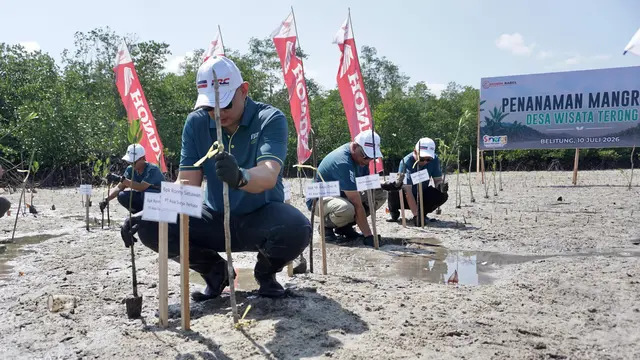 Honda Babel Tanam 500 Mangrove di Desa Terong (ist)