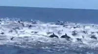 Ratusan ekor kawanan ikan lumba- lumba berada diperaiaran Pancer Banyuwangi (Istimewa)