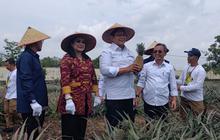 Nanas Moris Berpotensi Jadi Unggulan Ekonomi Kawasan Transmigrasi