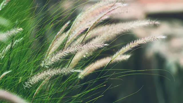 Ilustrasi Purple Fountain Grass
