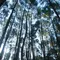 Hutan Produksi Terbatas Desa Motilango, Kecamatan Tibawa, Kabupaten Gorontalo yang menjadi lokasi penyadapan getah pinus (Arfandi/Liputan6.com)