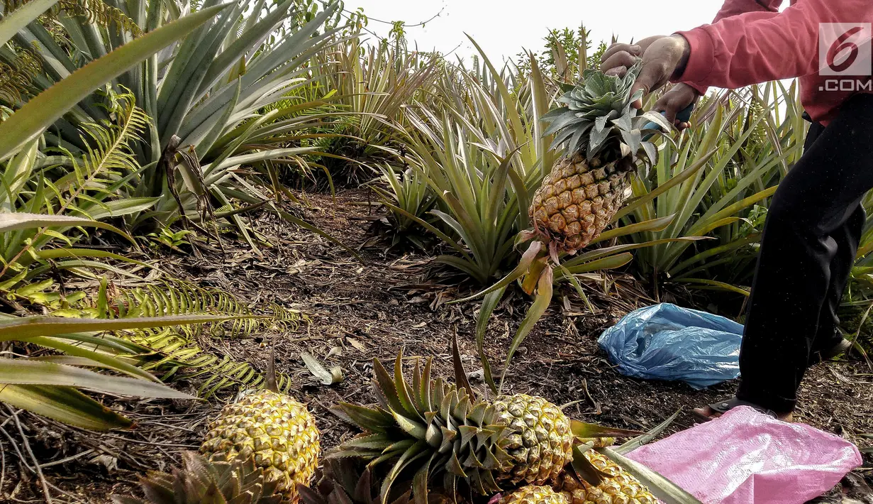 Petani yang tergabung Masyarakat Peduli Api bersama Komunitas Tani Tunas Makmur memetik nanas di Sei Pakning, Bengkalis, Riau, Rabu (11/9/2019). Perkebunan yang dikelola masyarakat dibangun Pertamina RU II Production Sei Pakning dengan pola kemitraan dan pembinaan. (Liputan6.com/Faizal Fanani)