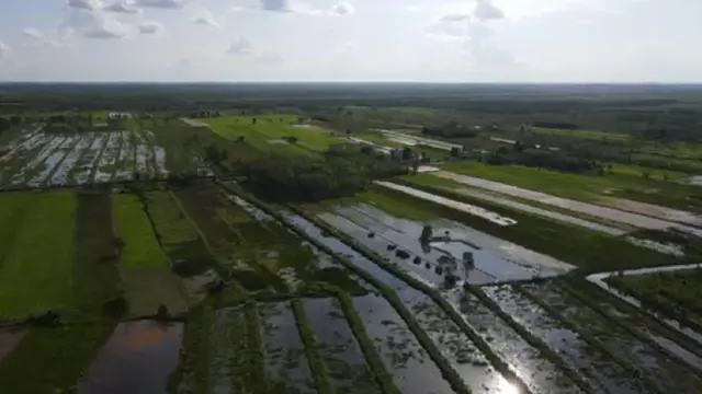 Ilustrasi Food Estate
