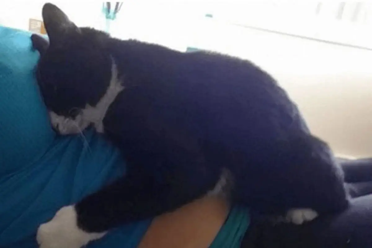 Panda, Si Kucing Lucu Penjaga Bayi