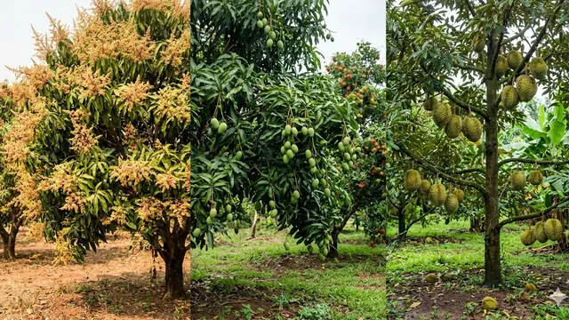 Perbedaan Pohon Buah Evergreen dan Musiman (Foto: Gemini AI)