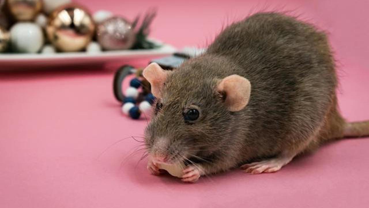 Ilustrasi Tikus