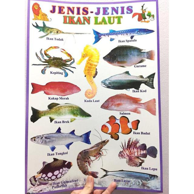 Daftar Harga Poster Jenis Ikan Laut Bulan November 2021 Terbaru