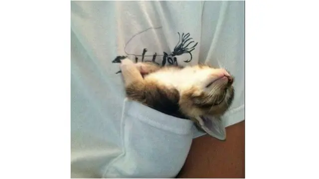 kucing tidur