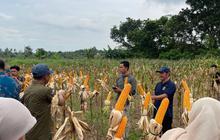 Pemkot Serang Gencarkan Pengembangan Jagung Industri di Lahan Tidur, Perkuat Ketahanan Pangan Daerah