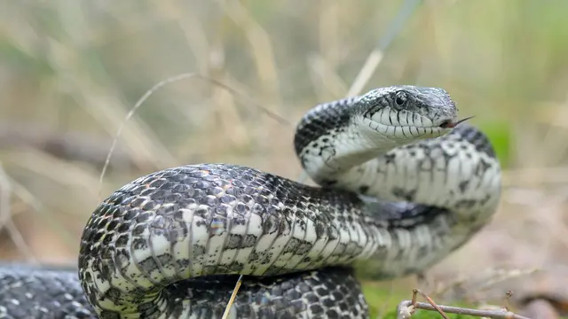 Jenis Ular Pemakan Tikus