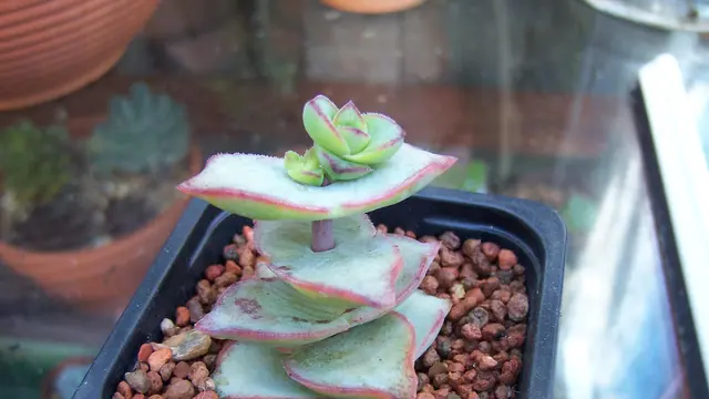 Crassula perforata