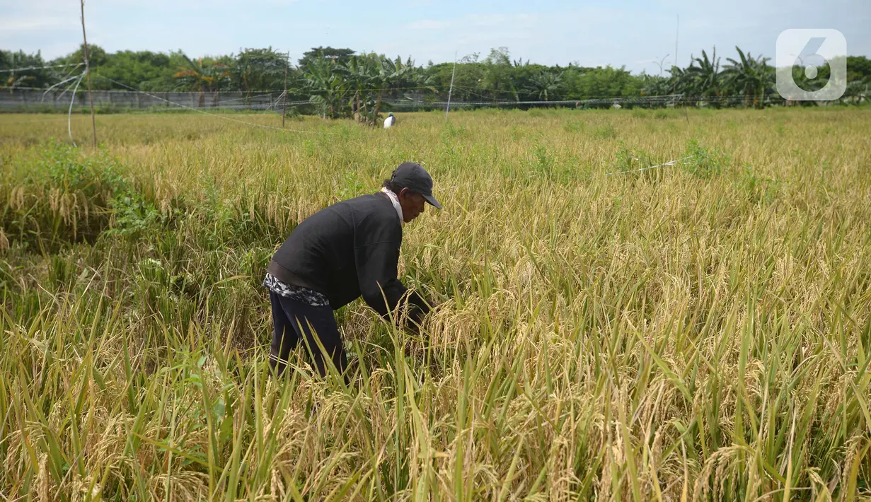 Petani memanen padi dari Sawah Abadi di kawasan Ujung Menteng, Jakarta, Rabu (23/2/2022). Panen padi dilakukan rutin setiap tiga hingga empat bulan. (merdeka.com/Imam Buhori)