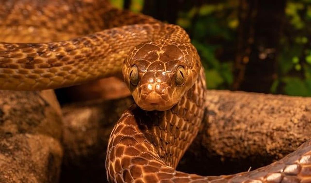 Selain ukurannya yang mengesankan, ular purba ini dapat memberikan wawasan tentang evolusi ular raksasa serupa.&nbsp;