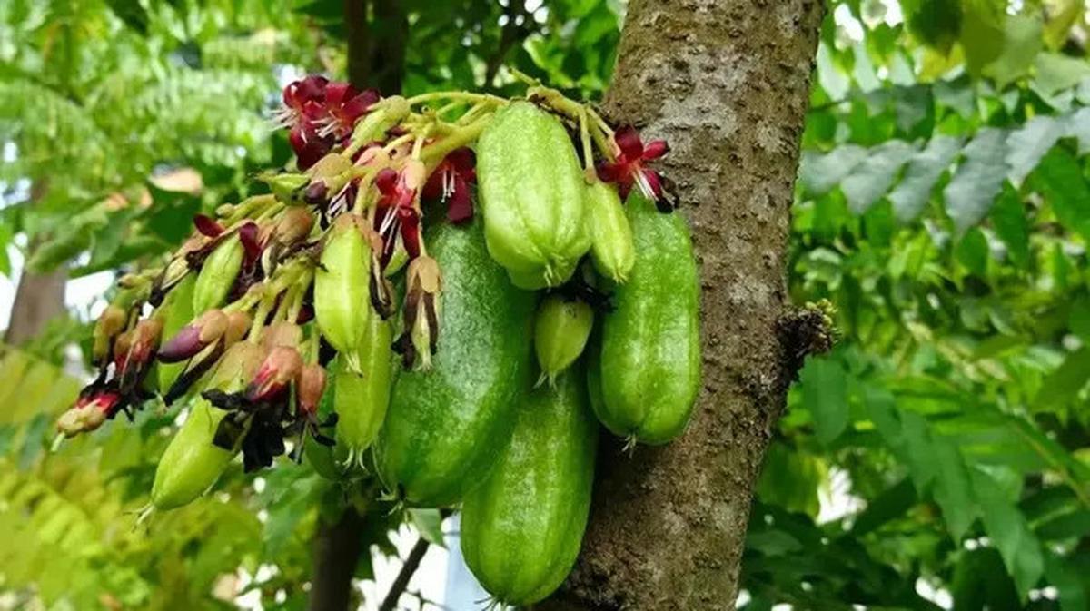 Manfaat Belimbing Wuluh, Rahasia Buah Asam Penurun Kolesterol