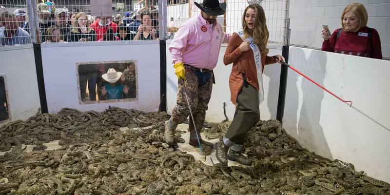 Miss Texas Bermain di Kandang Penuh Ribuan Ular Derik