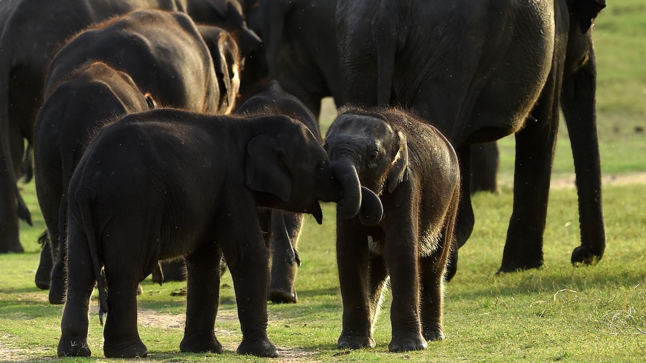 Taman Nasional Kaudulla
