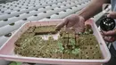 Warga melakukan pembibitan sayur yang ditanam dengan sistem hidroponik di greenhouse di Rusun Menara Samawa, Pondok Kelapa, Jakarta Timur, Senin (14/2/2022).  Greenhouse ini merupakan hasil kolaborasi antara Perumda Pembangunan Sarana Jaya bersama Kelompok Tani (Poktan) Samawa. (merdeka.com/Iqbal S.