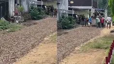 Viral Warga di Lampung Timur Tambal Jalan Rusak Pakai Cangkang Kerang