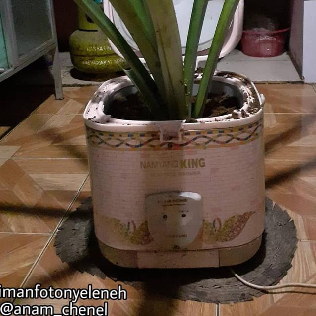 7 Potret Demam Tanaman Hias, Dijagain Hingga Pakai Pot dari Peralatan Dapur