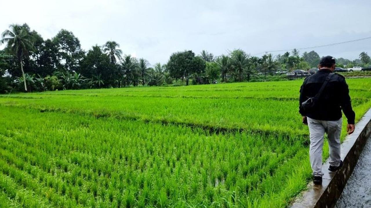 Kementan Percepat Cetak Sawah Papua Barat Lewat Skema Swakelola, Target Tanam Oktober 2026