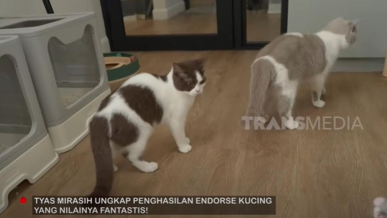 7 Potret Rumah Kucing Tyas Mirasih bak Asrama, Dihuni 24 Ekor Anabul - Ada Ruang Melahirkan