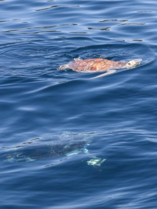 Penyu yang dilepaskan tampak berenang di laut di Wilayah Lingshui, Provinsi Hainan, China selatan, pada 9 Agustus 2020. Sebanyak 99 ekor penyu, baik yang terdampar maupun hasil sitaan oleh penegak hukum, dilepaskan kembali ke laut pada Minggu (9/8). (Xinhua/Zhang Liyun)