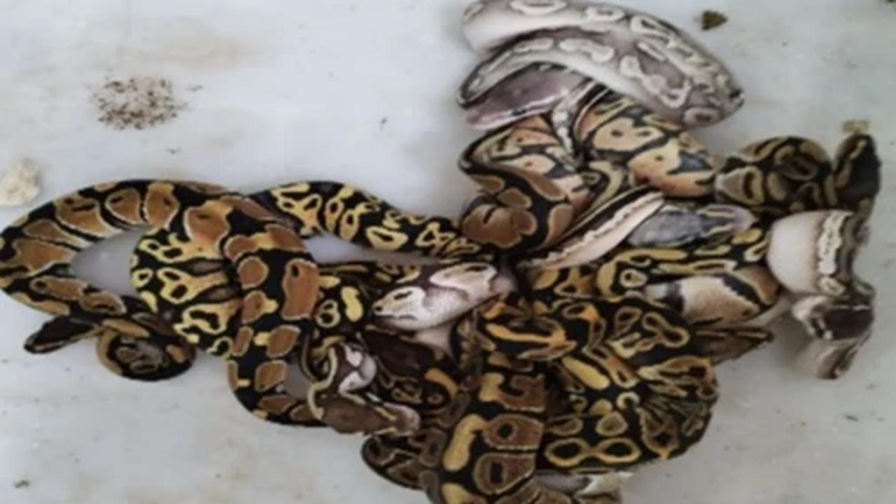 Gakkum Kehutanan Gagalkan Penyelundupan 202 Reptil