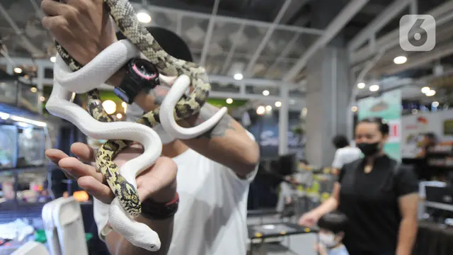 Beragam Satwa Peliharaan Dipamerkan di Exotic Pet Garden