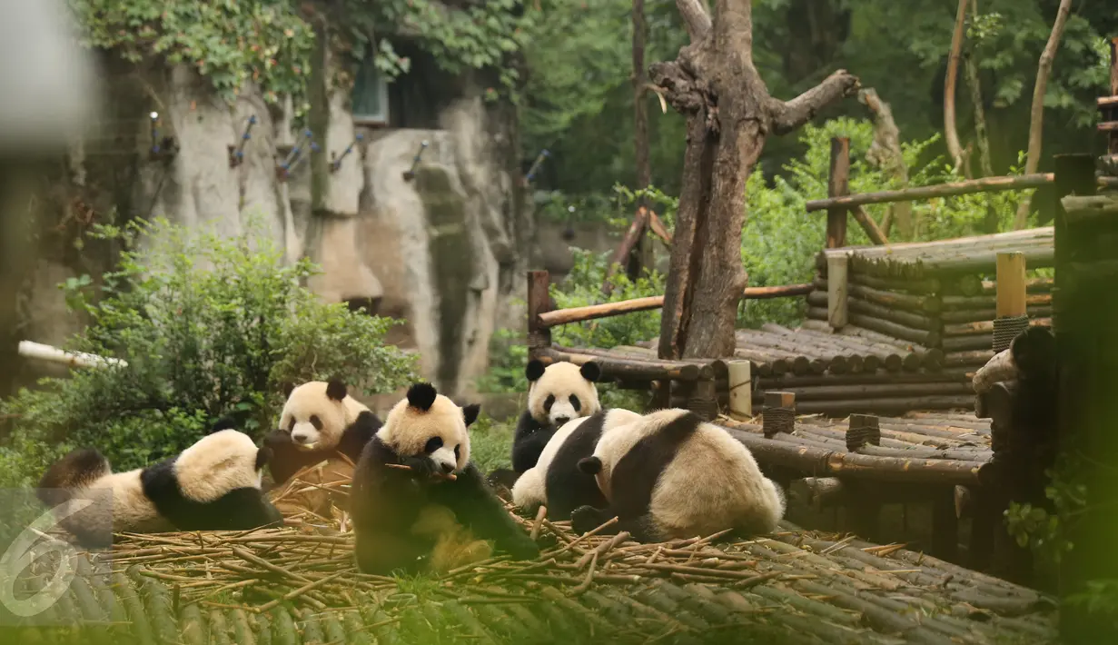 Panda menjadi salah satu hewan kebanggaan Cina. Untuk melestarikan populasi binatang berbulu tebal ini, China mengembangkan sebuah penangkaran panda di Chengdu, Provinsi Sichuan. Foto diambil pada 25 Agustus 2015. (Liputan6.comIsna Setyanova)