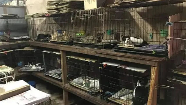 Mulia, Petugas Pom Bensin Habiskan Gajinya Merawat 80 Kucing Liar