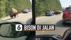 Bison sempat menyeruduk sebuah mobil yang sedang melintas hingga mengakibatkan bemper mobil tersebut rusak.