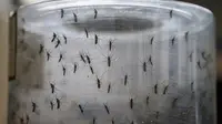 Weekly Highlights: Rampant Widespread of Zika Virus