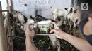 Pekerja memotret kambing yang akan ditawarkan ke konsumen melalui website dan media sosial Pemilik peternakan Yuk Qurban itu menggunakan website dan aplikasi media sosial dalam memasarkan hewan kurban untuk memberikan kenyamanan dan kemudahan di tengah pandemi. (merdeka.com/Iqbal Nugroho)