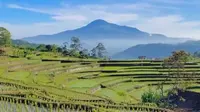 Gunung Tampomas di Sumedang. (Dok: IG @bogabuahdua&nbsp;https://www.instagram.com/p/C0RCxoSpx8c/?igsh=YWgxejRoNWlzNDV3)