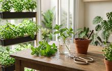 Cara Menanam Daun Mint dari Batang, Mudah Berakar dan Bisa Dilakukan di Rumah