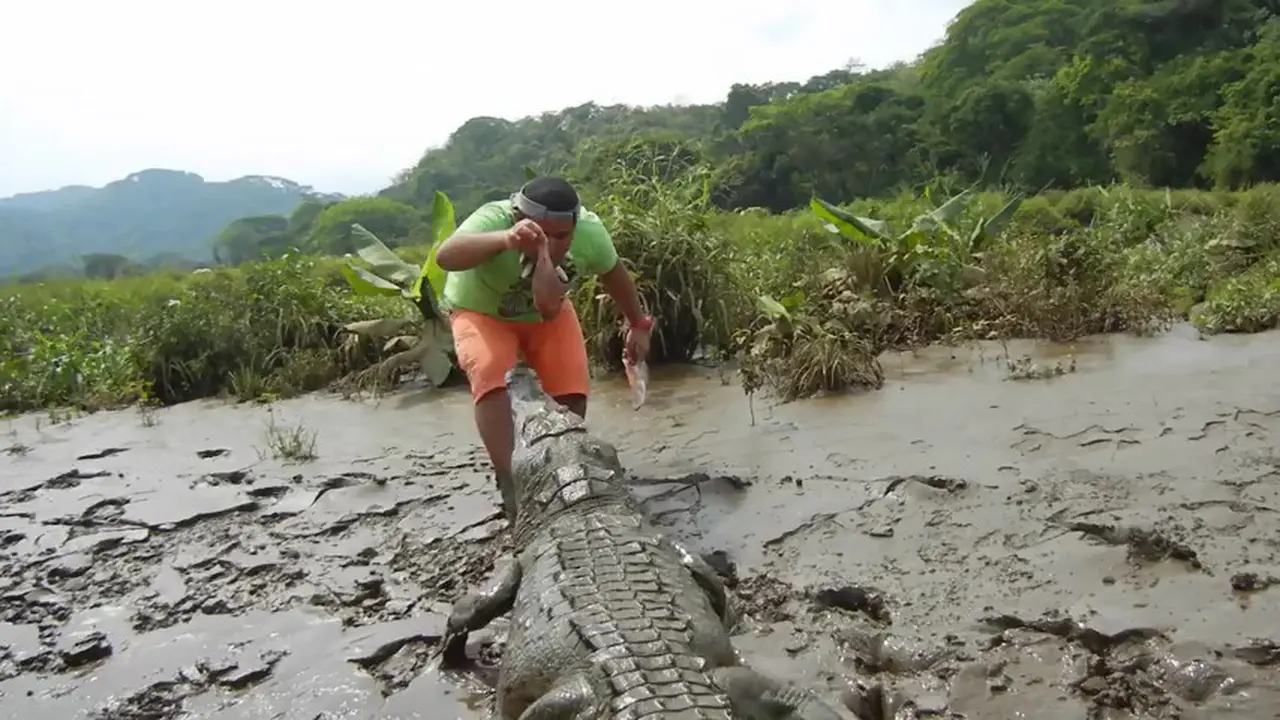 Wisata Buaya Sungai Costa Rica 