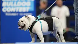 Kontes ini digelar di Drake University di mana anjing bulldog merupakan maskot kampus tersebut. (AP Photo/Charlie Neibergall)