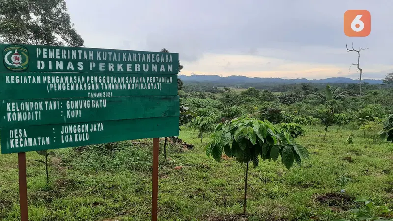 Kebun Kopi di Kukar