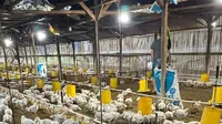 Pola Pakan Ayam yang Tepat untuk Hasil Daging dan Telur Berkualitas