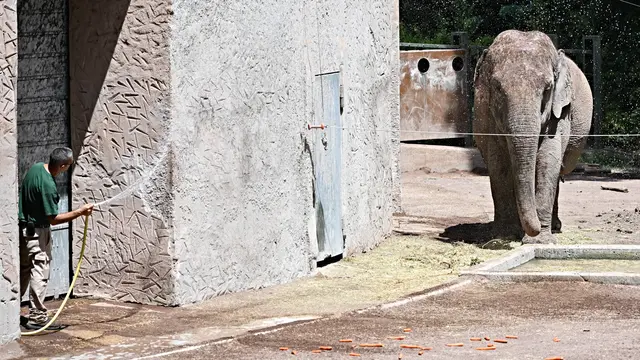Hewan di Kebun Binatang Italia Terdampak Gelombang Panas