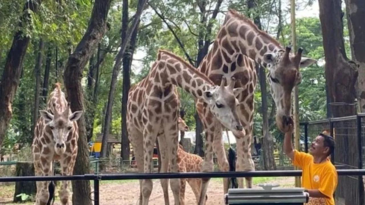 Libur Paskah, Ragunan Prediksi 30.000 Wisatawan Kunjungi Taman Margasatwa